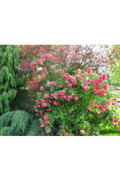 Троянда плетиста Розаріум Ютерсен кущ